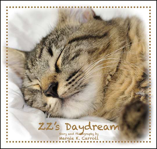 ZZ Daydream Childrens Book Cover Cats